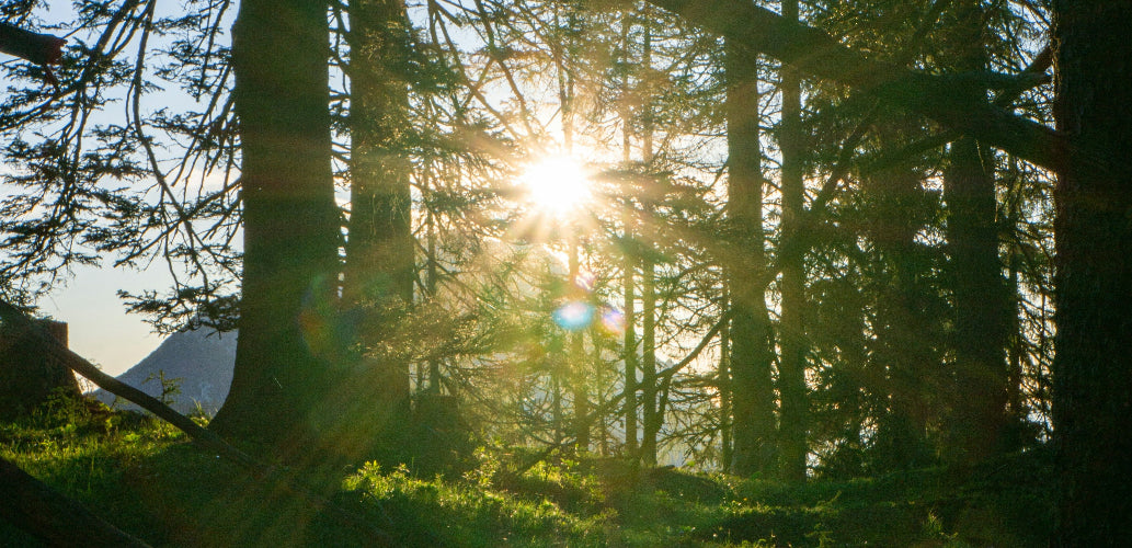 Sun shining through trees in a forest